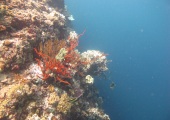 Bali, Menjangan, Underwater cave, 26 avril 2016