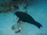 20091023-pdv-230952