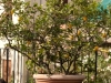 pdv-20090508-0120