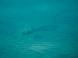 20081020-pdv-0007