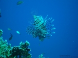 20081022-pdv-10