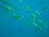 20081022-pdv-5