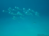 20081022-pdv-7