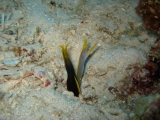 pdv-20100508-4422