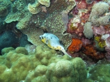 pdv-20100511-1397