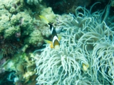 20100504-pdv-2003