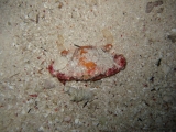 20100505-pdv-4107
