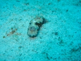 20100507-pdv-4319