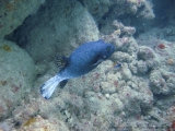 pdv-20131112-2434